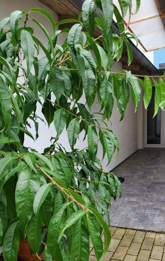 Apartman Stary Liskovec Брно Экстерьер фото